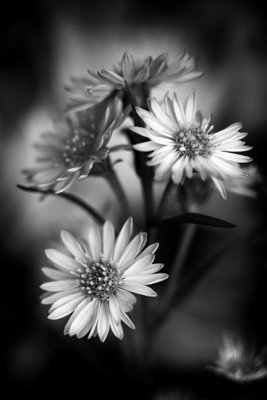 Variety of Aster? B+W