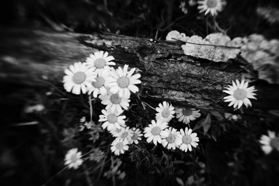 Daisies and Fungus Black and White