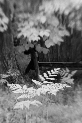 Ferns by Bench