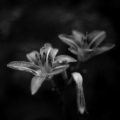 Lilies Monochrome