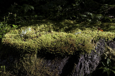 Moss and Lichens on Rock