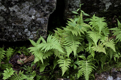 Ferns Near Little Long Pond #2