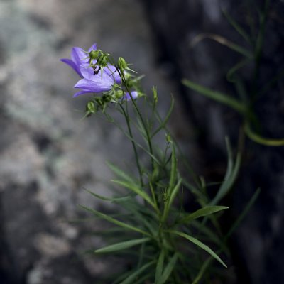 Little Blue Flowers in the Rocks Above Sand Beach #3