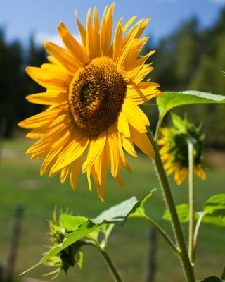 Sunflower 2009 #9