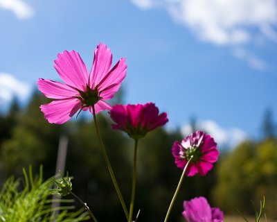 Cosmos and Sky #1