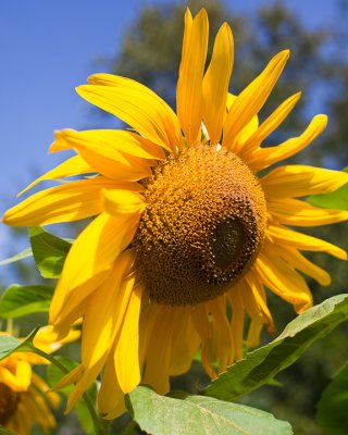 Sunflower 2009 #10