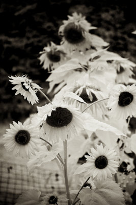 Sunflower 2009 IR #1