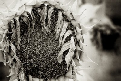 Sunflower 2009 IR #7