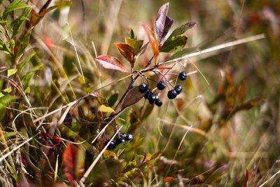 Blueberries