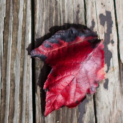 Red Leaf on the Deck
