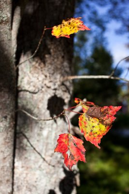 Autumn Leaves 2009 #1