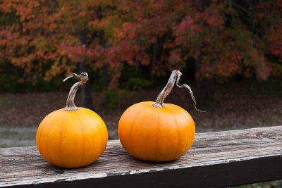 Pumpkin Pair with Maples in Background