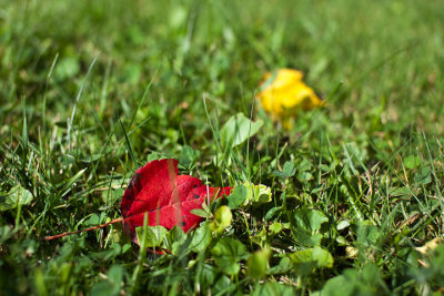 Fallen Red and Yellow Leaves