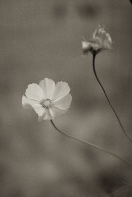 Cosmos 2009 IR #8