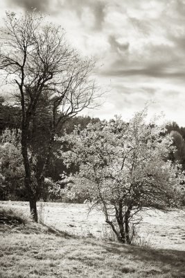 Two Trees Under a Cloudy Sky