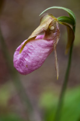 Lady's Slipper #1