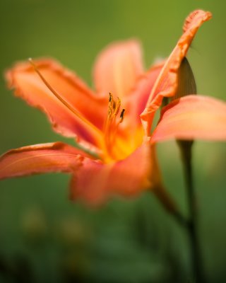 First Lily 2010