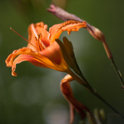 Second Lily 2010