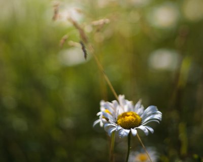 Daisy and Grass #1