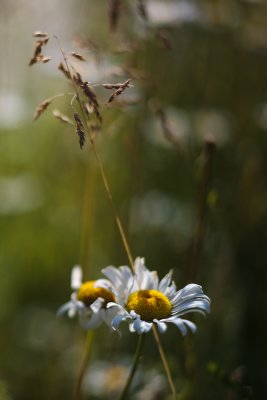 Daisy and Grass #2