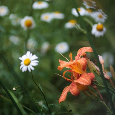 Day Lilies and Daisies #3