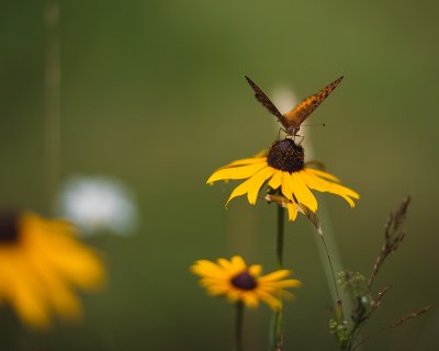 Black-eyed Susan with Great Spangled Fritillary Butterfly