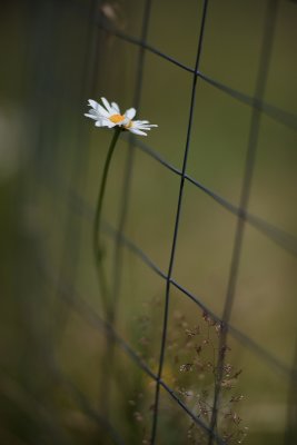Lone Daisy by the Garden Fence #1