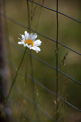 Lone Daisy by the Garden Fence #2