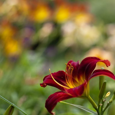 Red Lily with Lilies in Background