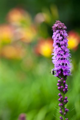 Liatris with Lilies in Background
