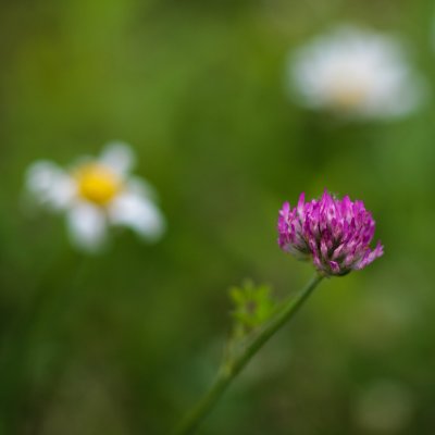 Clover and Daisies #1