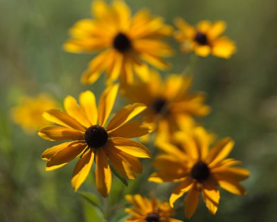Black-eyed Susans Almost Gone By