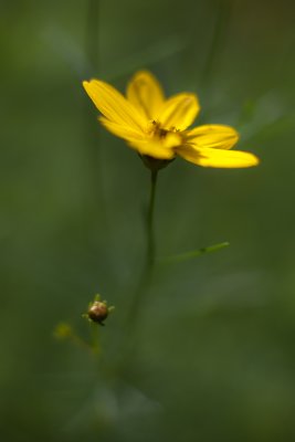 Single Coreopsis