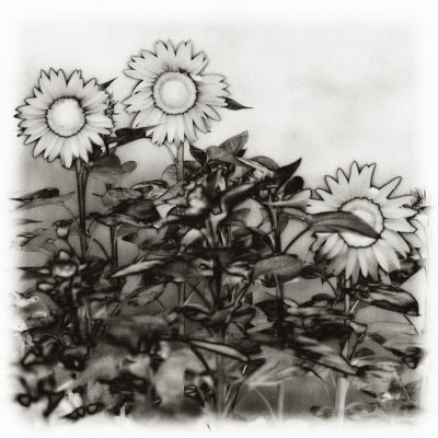 Solarized Sunflowers