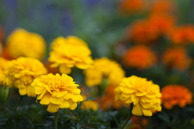 Marigolds