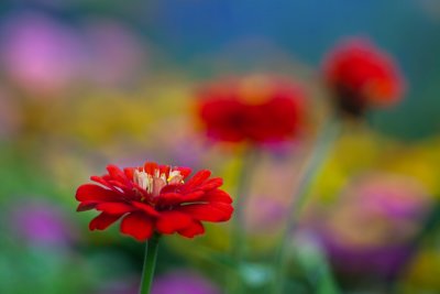 Red Flowers and Pastel Background