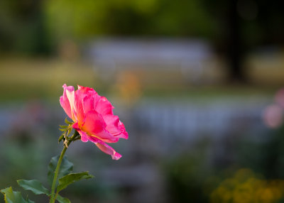 Rose with Tree and Bench in Background