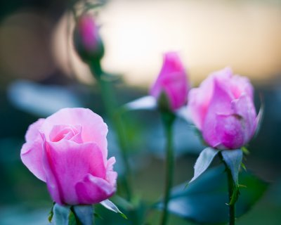 Pink Rose Trio