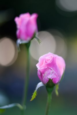Pink Rose Pair