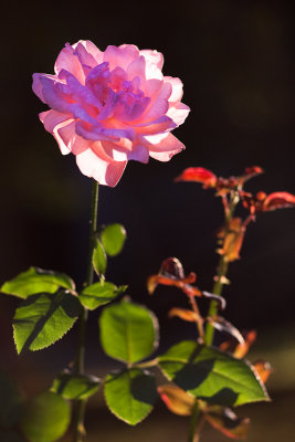 Backlit Rose #2
