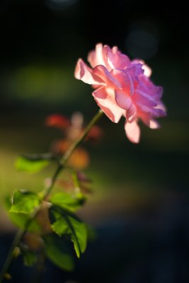 Backlit Rose #3