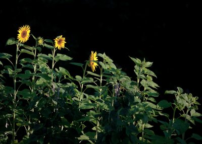 First Three Sunflowers of the Year in a Ray of Morning Sunlight