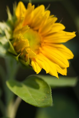 Lone Small Sunflower