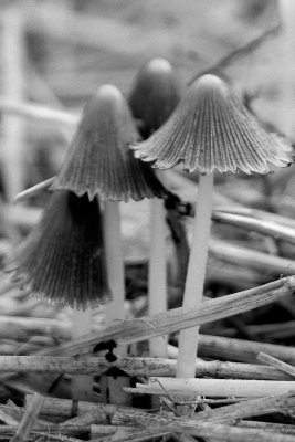 Fungus Group #1 Monochrome