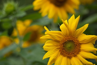 Foremost Sunflower #2