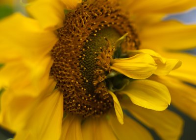Strange Sunflower
