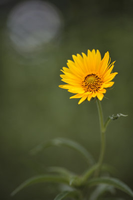 Lone Small Sunflower