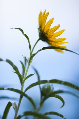 Lone Small Sunflower from Below