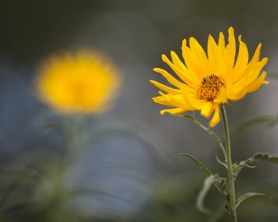 Small Sunflower Pair #2