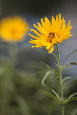 Small Sunflower Pair #1